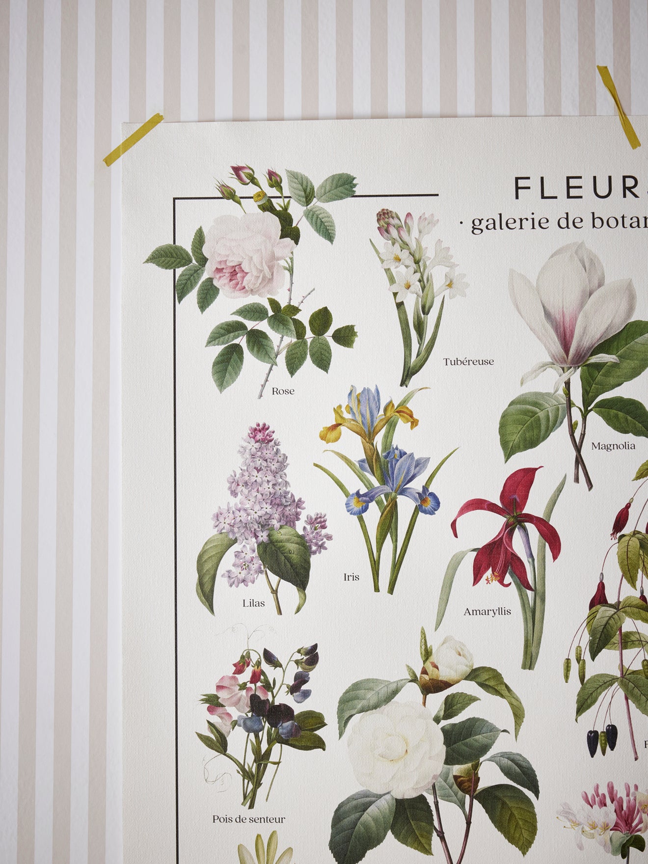 Affiche "Bloemen" - Collectie Les Jolies Planches