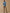 Chino velours regular homme