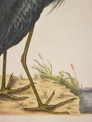 Affiche Oiseau bleu - Collection Les Jolies Planches