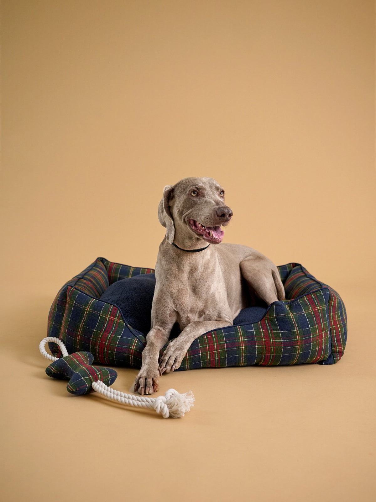 Geruit hondenspeeltje - Fancy Paws-collectie