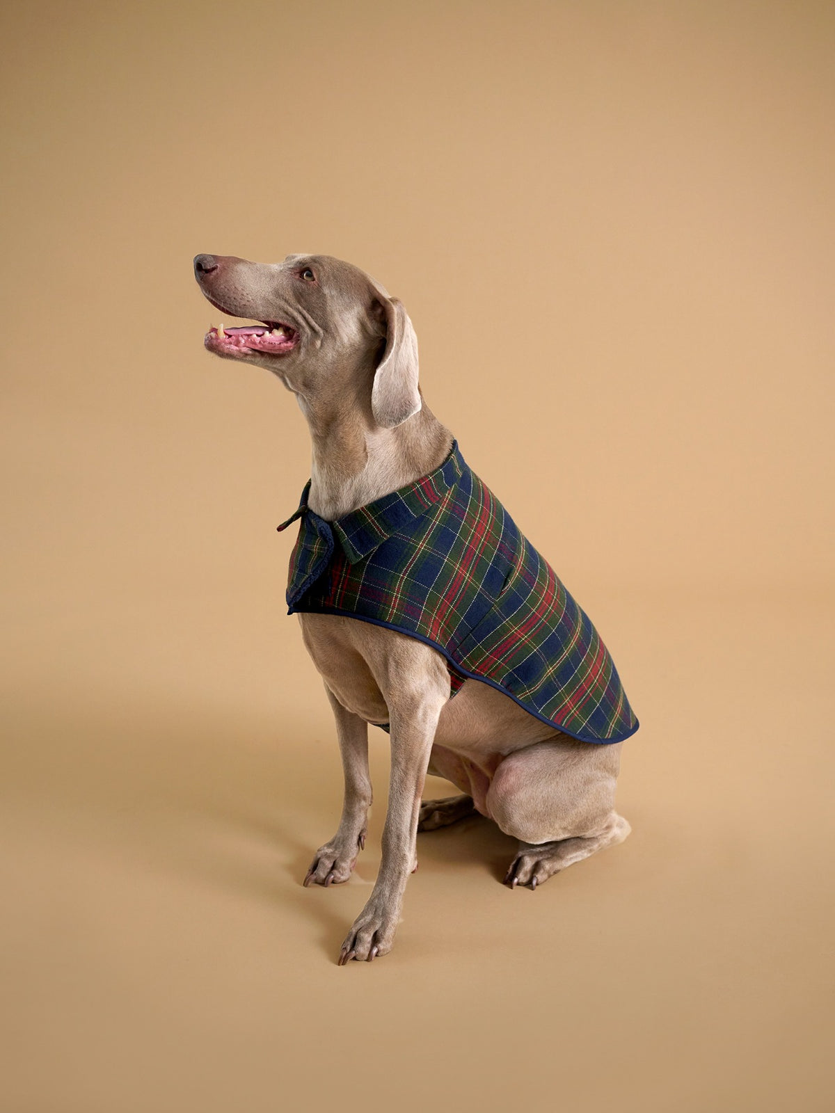 Manteau pour chien doublé  - Collection Fine Truffe