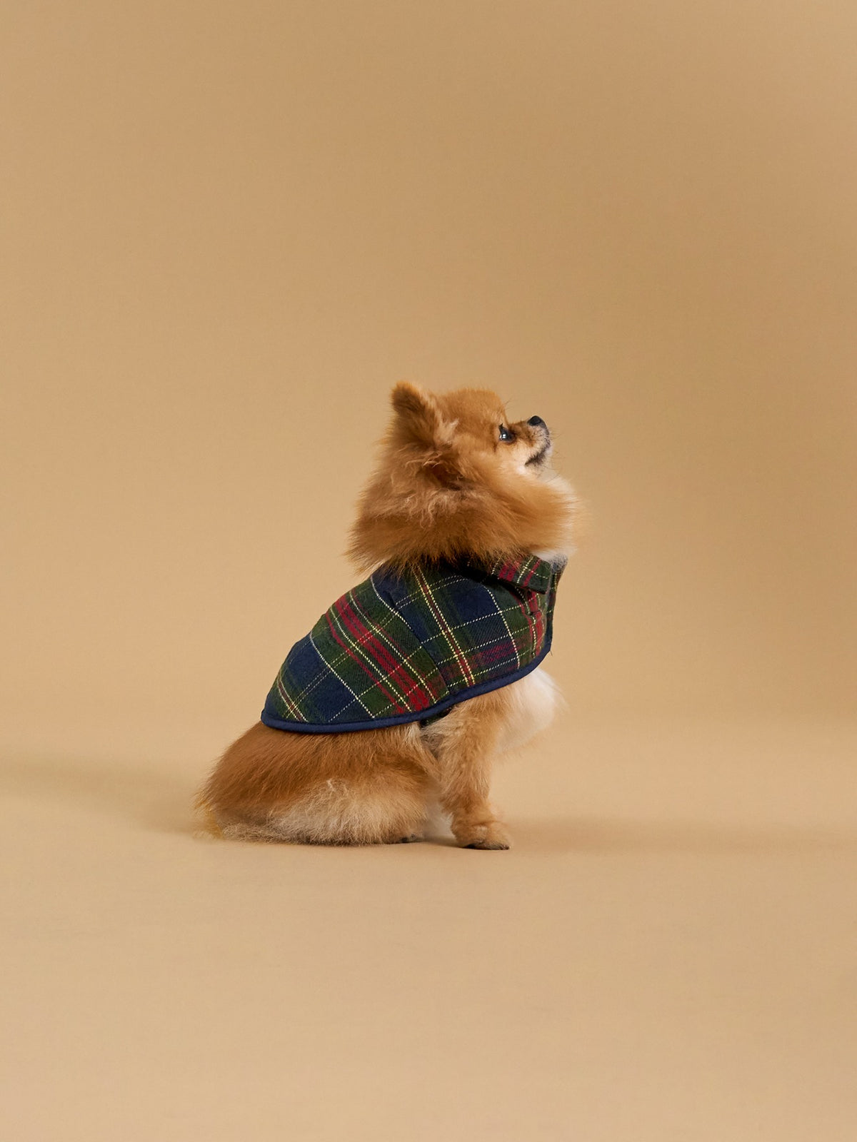 Manteau pour chien doublé  - Collection Fine Truffe